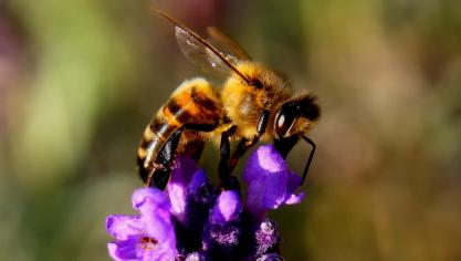 <p>Die neue Blütenpracht kommt vor allem, aber nicht nur den Honigbienen zugute.</p>