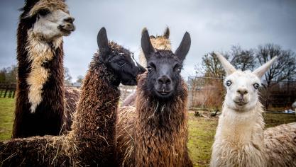 <p>Neugierige Wesen: Sieben Lamas leben auf der Farm in Eibertingen. Vier Fohlen sind hier in den letzten Jahren zur Welt gekommen.</p>