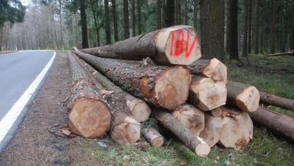 <p>Die Gemeinde Bütgenbach hofft auch in diesem Jahr auf einen ertragreichen Holzverkauf.</p>