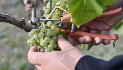 <p>Die Genossenschaft freut sich über sehr gutes Lesegut und erwartet einen guten Jahrgang. Im Frühjahr 2023 soll der Weißwein abgefüllt werden.</p>
