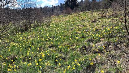 <p>Die wilden Narzissen im Oleftal entfalten in diesen Frühlingstagen ihre volle Blütenpracht. An den Wochenenden werden geführten Wanderungen angeboten.</p>