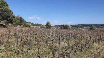 <p>Prämiertes Weingut lockt ins geschichtsträchtige Languedoc</p>
