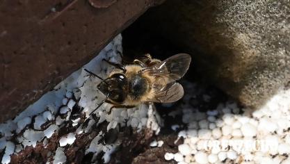 <p>„Bienenwelten“ im Triangel St.Vith</p>
