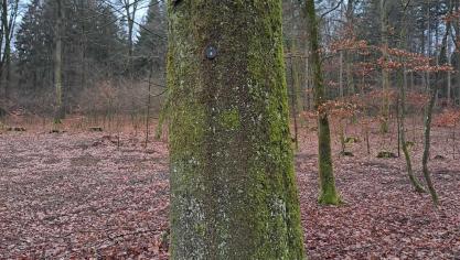 <p>Kleine Metallplaketten kennzeichnen die Bäume.  Fotos: P. Förster</p>