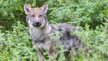 <p>Ein Wolf hat in den Niederlanden ein spielendes Kind angegriffen und in einen Wald geschleift.</p>