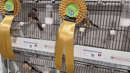 <p>Doppelgold für die braunen Dompfaffhennen aus Weywertz bei der Weltmeisterschaft der Ziervögel in Marche-en-Famenne. In den WEX-Hallen wurden insgesamt fast 19.000 Vögel aus 20 Ländern ausgestellt.</p>