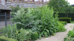 <p>Seit 18 Jahren gibt es auf Melaten im Aachener Univiertel auch einen Karlsgarten, der sich nach dem Capitulare richtet.</p>