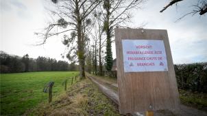 <p>Die Gemeinde hat Schilder anbringen lassen, um Wanderer vor herabfallenden Ästen zu warnen. Die Pappeln der Allee sind mittlerweile rund 70 Jahre alt und müssen gefällt werden.</p>