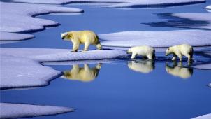 <p>Eisbären gehören zu den gefährdeten Arten und dürfen deshalb nicht gejagd werden. Aber derzeit tummeln sich zu viele Eisbären auf der russischen Doppelinsel Nowaja Semlja, im Nordpolarmeer. Die TASS berichtet, dass deshalb der Notstand ausgerufen wurde.</p>
