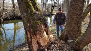 <p>Mindestens 60-70 Jahre dürfte dieser Baum alt sein. Wenn Philippe Crémers und seine Vereinsfreunde ihn nicht mit Draht schützen, dann dürfte er bald in der Göhl liegen. Je nach Dicke des Baumes und Härte des Holzes braucht der Biber für das Fällen nur wenige Nächte.</p>