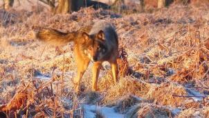 <p>Der Wolf wurde im Hohen Venn gesichtet und scheint in guter Verfassung zu sein.</p>