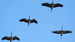 <p>Über Ostbelgien sind in den letzten Tagen einige Kraniche hinweggeflogen.</p>
