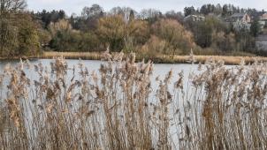 <p>Der Weiher und seine Umgebung stehen unter Naturschutz. Besonders der Schilfgürtel spielt dabei eine wichtige Rolle.</p>