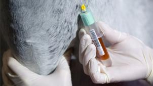 <p>Die Anklage gegen den  Tierheilpraktiker bezieht sich auch auf Blutanalysen von Pferden, die bei einem Labor in Auftrag gegeben wurden.<br />
            Illustrationsfoto: dpa</p>