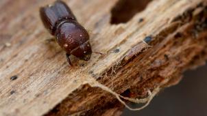 <p>Ein Borkenkäfer krabbelt über die Unterseite einer Fichtenrinde.</p>