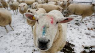 <p>Bei Huftieren ist darauf zu achten, dass sie auf einem trockenen Untergrund stehen.</p>