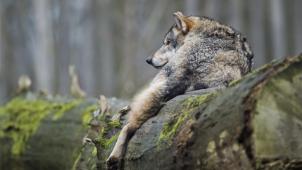 <p>Ob es sich bei dem von zwei Joggern nahe Bévercé gesichteten Tier tatsächlich um einen Wolf handelte, lässt sich leider nicht nachweisen.</p>