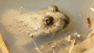 <p>Das Projekt „Bovar“ dient vornehmlich dazu, wieder günstige Lebensraumbedingungen für Gelbbauchunke (im Bild), Geburtshelferkröte, Kreuzkröte und Kammmolch herzustellen.</p>