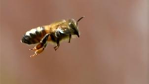 <p>Bestäuberinsekten wie die Bienen haben eine wichtige Funktion in der Natur.</p>