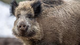 <p>Luxemburg hat Maßnahmen ergriffen, um sich gegen die Schweinepest zu schützen.</p>