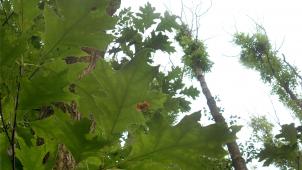 <p>Ecolo-Mandatar Dany Smeets will nach japanischem Vorbild innerstädtische Waldflächen anpflanzen. Illustrationsbild: dpa</p>