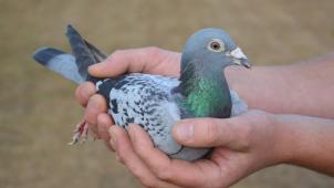 <p>Diese Taube ist 1,25 Millionen Euro wert. │ Bild: dpa</p>