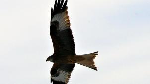 <p>Rotmilane sind interessante Vögel.</p>