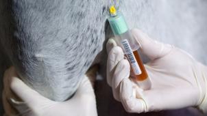 <p>Die Anklage gegen den Tierheilpraktiker bezogen sich auch auf Blutanalysen von Pferden, die bei einem Labor in Auftrag gegeben wurden.</p>