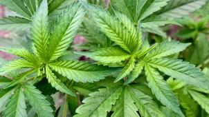 <p>Ein Mann aus dem Raum Aachen hatte in Raeren eine Cannabis-Plantage aufgebaut, um seinen Finanzproblemen Herr zu werden.</p>