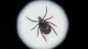 <p>Da Zecken Krankheitserreger übertragen können, zu denen auch das FSME-Virus und Borreliose gehört, können sie sehr gefährlich für den Menschen werden.</p>