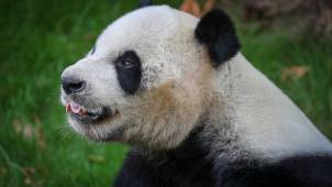 <p>Hao Hao trägt im August vielleicht Panda-Nachwuchs aus.</p>