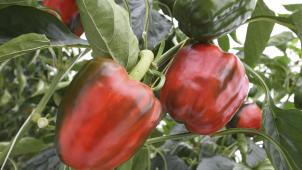 <p>Forscher wollen aus den Resten der Paprika Stoffe für die Medizin, Kosmetik- und die Lebensmittelindustrie gewinnen.</p>