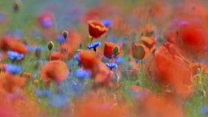 <p>An wunderschönen Blumenwiesen erfreuen sich nicht nur die Beobachter, sondern auch Insekten und Vögel. Sie dienen den Tieren als Aufenhtaltsort und Futterquelle.</p>