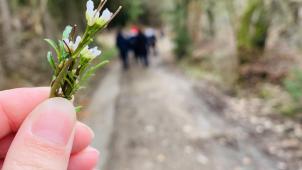 <p>40 Personen nahmen an der Kräuterwanderung von Ecolo Ostbelgien in Burg-Reuland teil.</p>