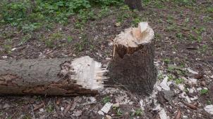 <p>Die Bäume sind offensichtlich ohne Fachkenntnis und mit einfachem Werkzeug gefällt worden.</p>