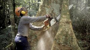 <p>Ein Holzfäller arbeitet mit einer Kettensäge im Regenwald des Amazonas in Brasilien.</p>