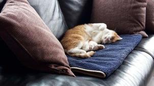 <p>Die Katze von Jutta Nolte aus Gemmenich hat sich zwei Kugeln einer Schrotflinte eingefangen.</p>