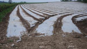 <p>Der Einsatz von Folien beim Maisanbau gilt zwar als weniger problematisch als das Vorkommen von Kunststoffrückständen in Gülle oder Gärresten, dennoch wird die Zweckmäßigkeit dieser Methode auch in Fachkreisen bezweifelt.</p>