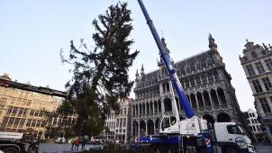 <p>Der letztjährige Tannenbaum auf der Grand-Place kam aus dem Hertogenwald.</p>