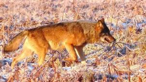 <p>Mitte Februar 2019 erfasste Roger Herman vom Netzwerk Wolf (réseau loup) mit seiner Fotokamera einen Wolf im Hohen Venn. Ob es sich um das gleiche Tier wie in Mützenich handelt, ist nicht geklärt.</p>