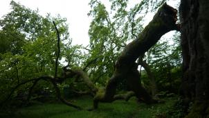 <p>Infolge des Unwetters gab der Seitenarm der berühmten Rodter Buche nach.</p>