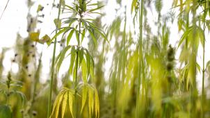 <p>Weil er neun Cannabis-Pflanzen in seinem Garten angebaut hatte, musste sich ein Eupener am Montag vor dem Eupener Strafgericht verantworten.</p>