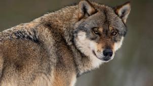 <p>Ein männlicher Wolf ist im Raum Monschau mehrfach aufgefallen. Er dürfte sich auch bis nach Ostbelgien bewegen. Hier ein Bild aus einem Wolfsgehege.</p>
