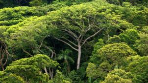 <p>Die neuen Wälder könnten 205 Milliarden Tonnen Kohlenstoff speichern.</p>