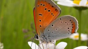 <p>NZ 75 Titelfoto Großer Feuerfalter_Rudi-Dujardin</p>