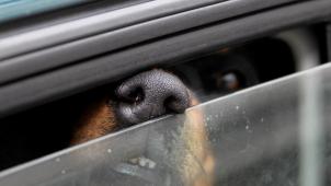 <p>Gegen die Besitzerin des Hundes wird wegen Verstoßes gegen das Tierschutzgesetz ermittelt.</p>