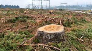 <p>Die Landwirtschaft braucht Flächen, zugleich sind aber auch viele Wälder nötig.</p>