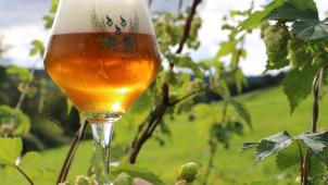 <p>Die Wahl des Datums für das HopFest ist kein Zufall: Es ist die Zeit, in der das grüne Gold der Brauerei, der Hopfen, geerntet wird.</p>