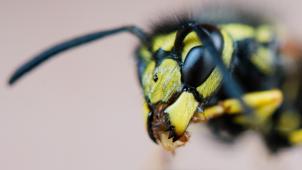 <p>In diesem Jahr schwirren weniger Wespen umher als im Hitzejahr 2018.</p>