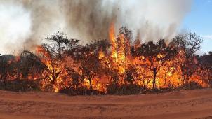 <p>Seit Wochen wüten unzählige Waldbrände im Amazonasgebiet und den angrenzenden Steppengebieten.</p>
